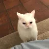 dogsaymeowmeow