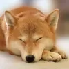 pipipi588