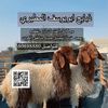 thbae7_q8q8