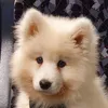 azur_samoyed