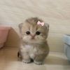 bulu_kaki_chenle