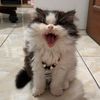 nica🏎️jimmy🐱