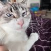 librarycat6