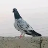 وسام تركماني