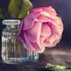 dalia209_cuter