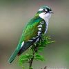 dhibyarey123