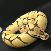 mcaexotics
