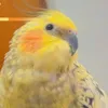 hawramii21