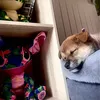 shibainustories