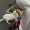 ismahen_el