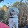 picturepickles