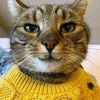 user.1619_21