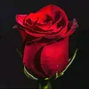ayu31luv