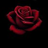 abrirosevibes_2