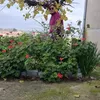 jardinyhuertoymuchomas