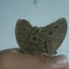 mystoery1907863