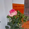 user6650572671452