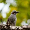 brownearedbulbul