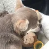 mooch_the_pooch30