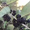 vanthien0606