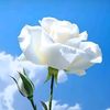 goz_yasi_51