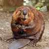 berndbiber