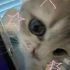 catememeow