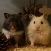 iamhamstar
