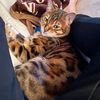 bengalcat112