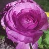 nigar28h