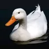 seyferok