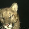 dascatlad