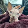 barringtonthesphynx