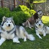 chillinwithwolves