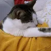 taz_2.1