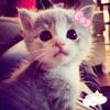 pinnkycsttle