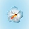 hawra_7878