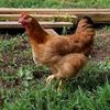 gordonfarms1