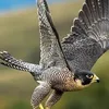 ahmed.alshami3011