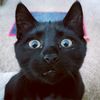 foxthekittenog