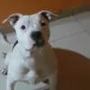 bandog.10