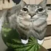 gato_sandia4