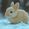 the_snow_bunni