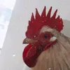 chickensoninst