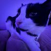 _trinaxpham_