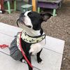 boston..terrier..mama