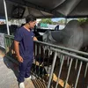 orleansfilho5