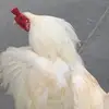 tanko_kun