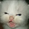 iichii_094