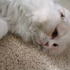 kittynemo124